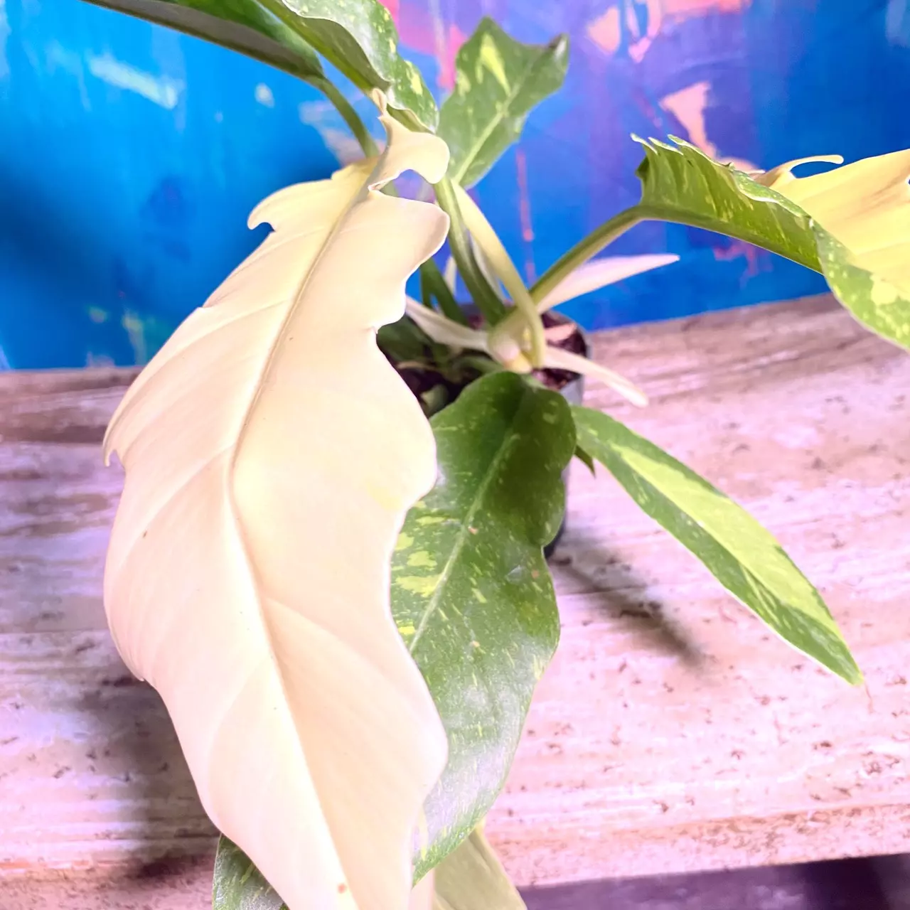 plant/Ring of Fire 🔥 Snowdrift — a rare hybrid-1