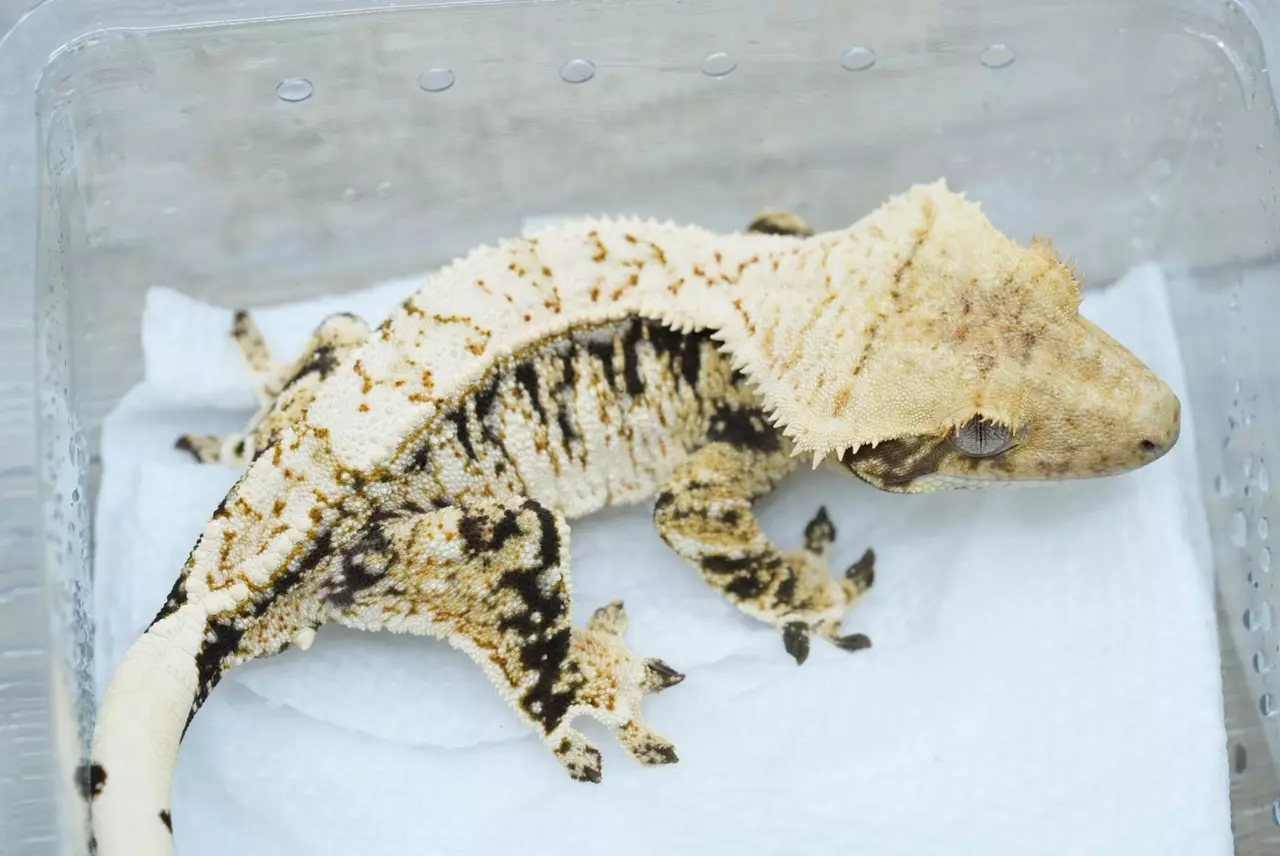 plant/T52 frost line male tri color  (Felix prestige)-1