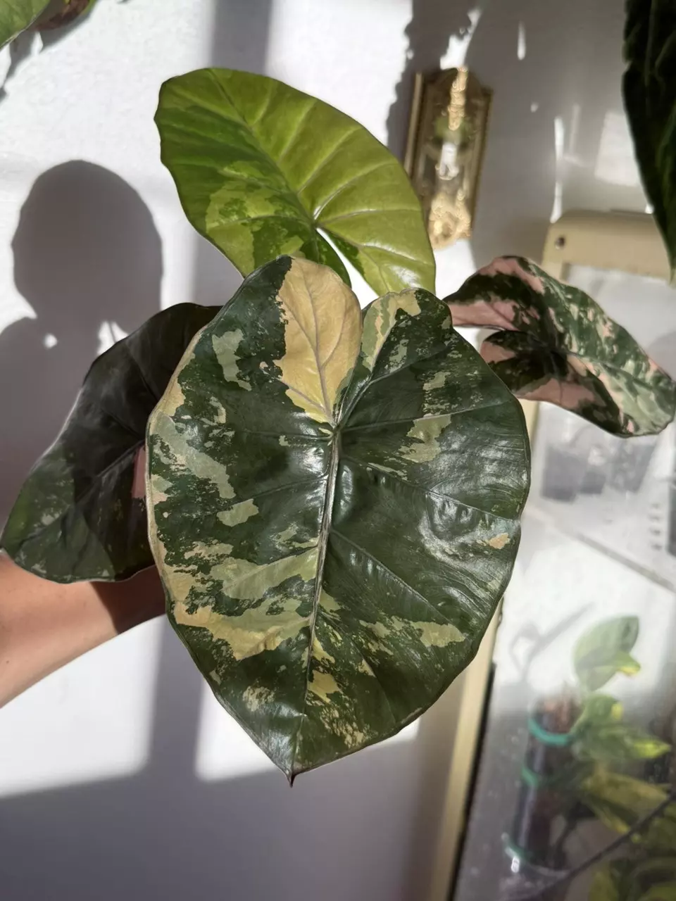 plant/Alocasia Pink Yucatan Princess – Rare Collector Plant | Vibrant Pink-1