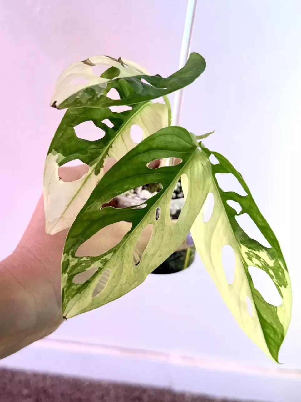 plant/Monstera Adansonii Albo – Rare Variegated Form-0