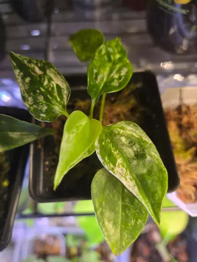 plant/Rare Variegated Anthurium Subsignatum, B-6-thumbnail