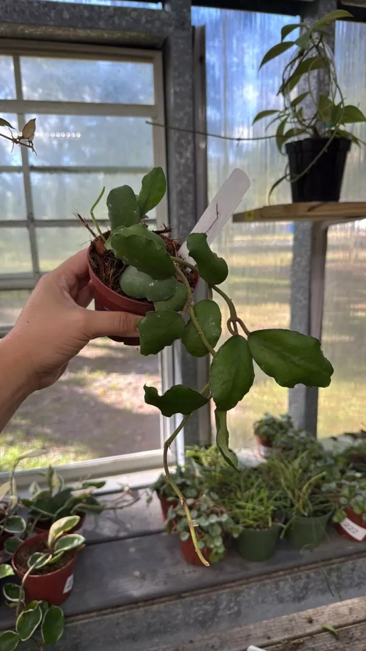 plant/68 Hoya Waymaniae-0