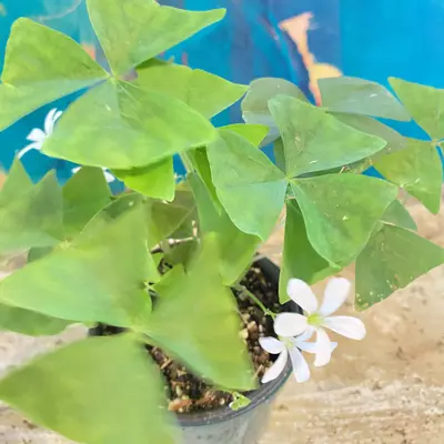 plant/Shamrock (Oxalis triangularis)-1-thumbnail