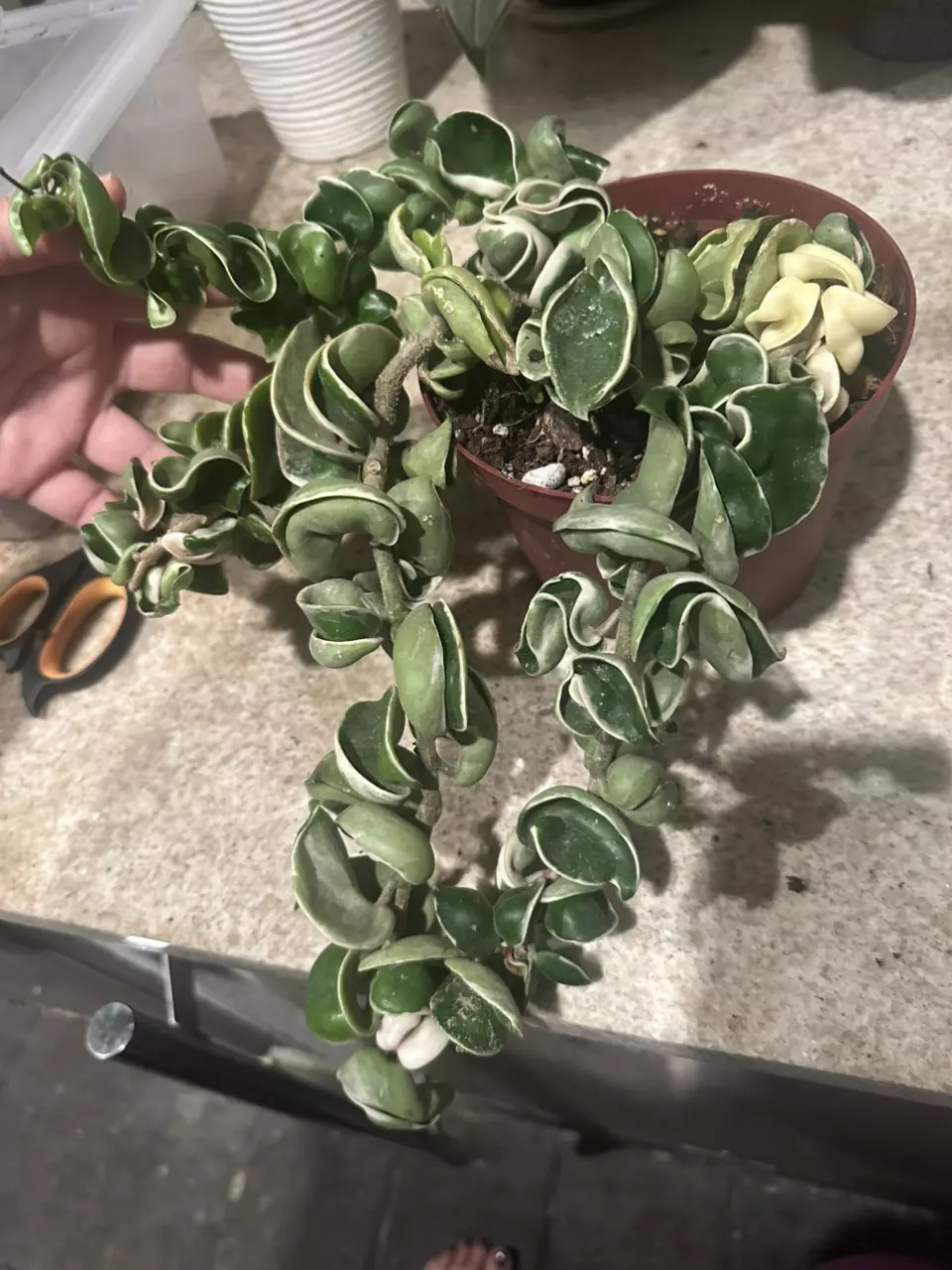 plant/Variegated Hoya Rope Hindu Rope albo-0