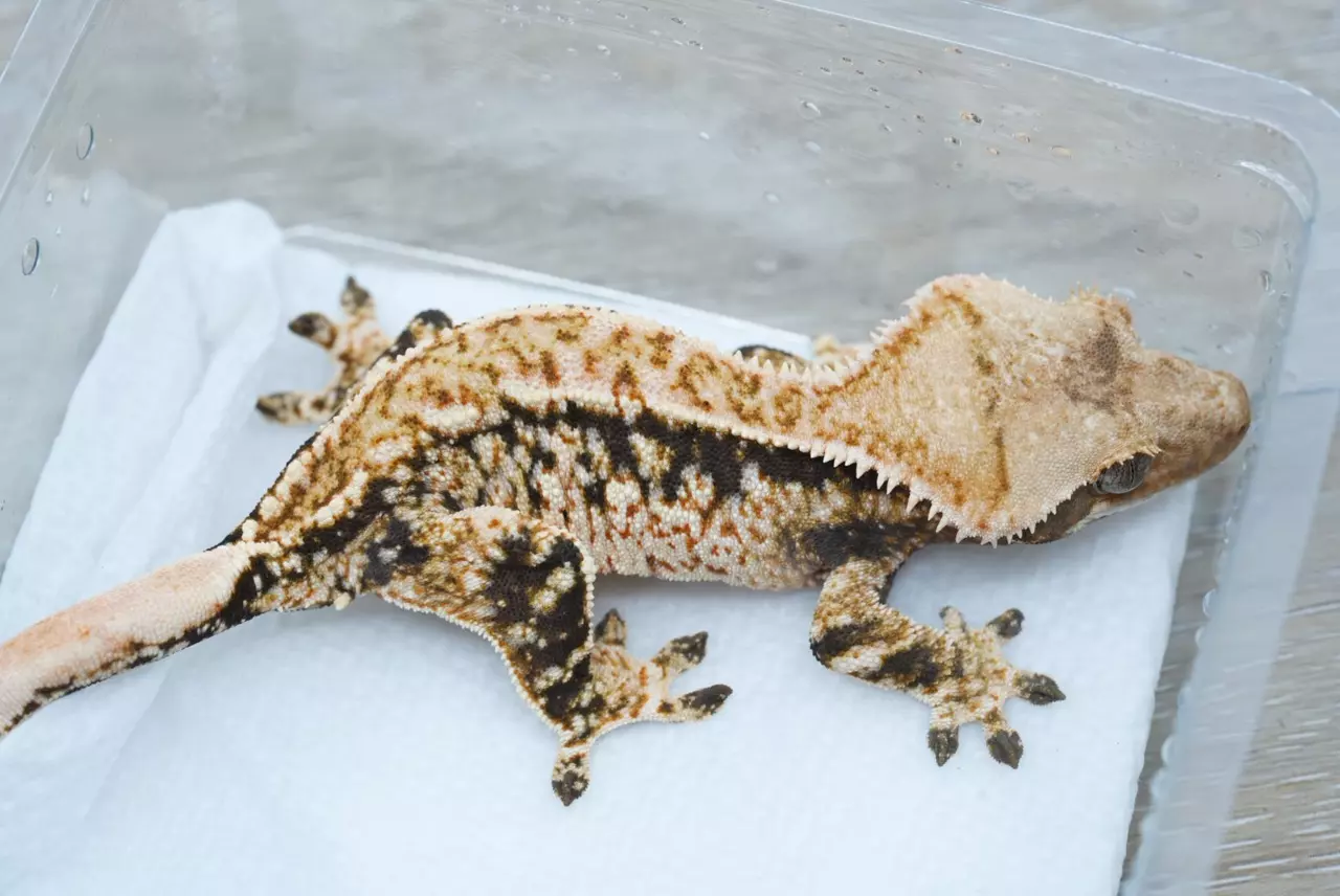 plant/T55 Felix x Eras male-1