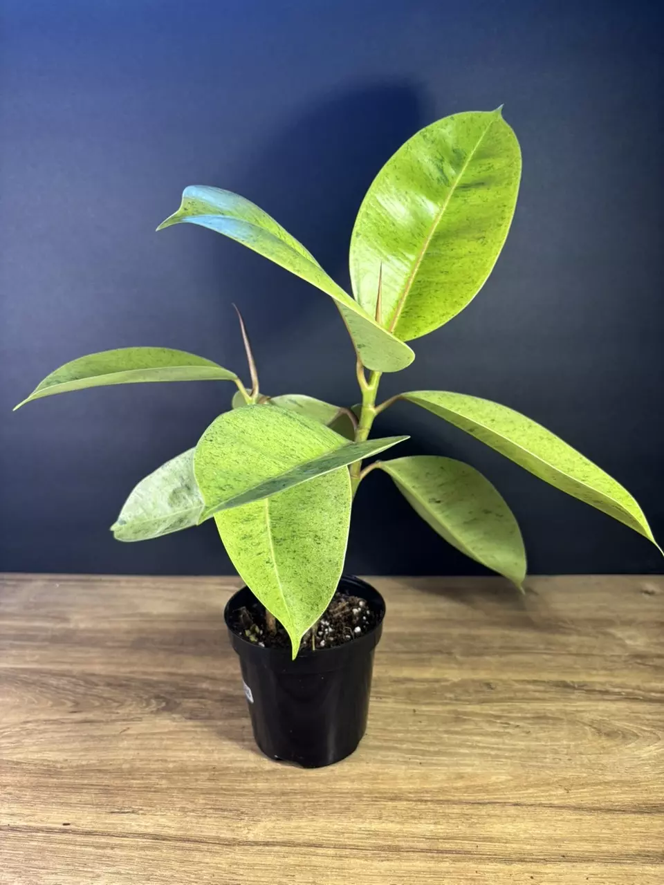 plant/Ficus Shivereana ‘Moonshine” 4” - grower’s choice-1