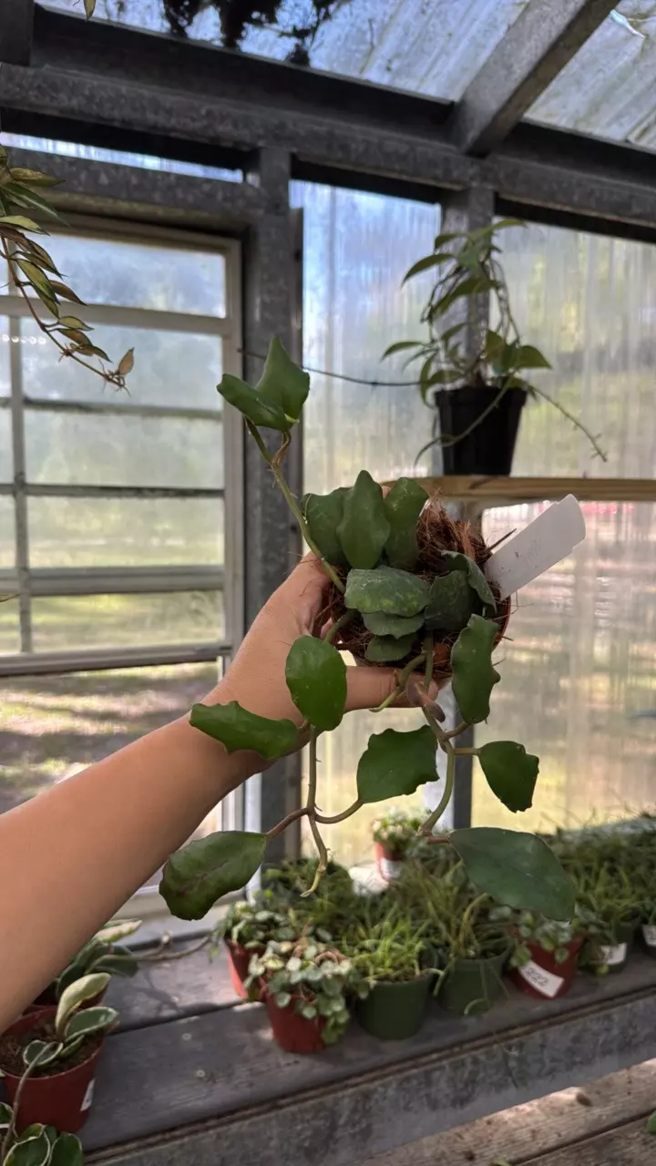 plant/99 Hoya Waymaniae-0