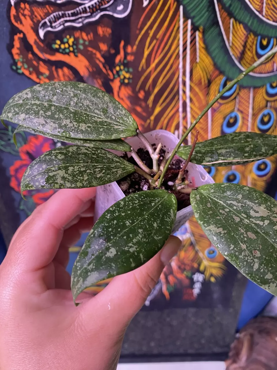 plant/Hoya Verticillata fka Wibergiae-1