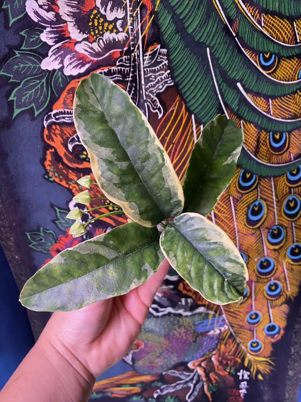 plant/Hoya Multiflora Variegated Cutting with Peduncles-0