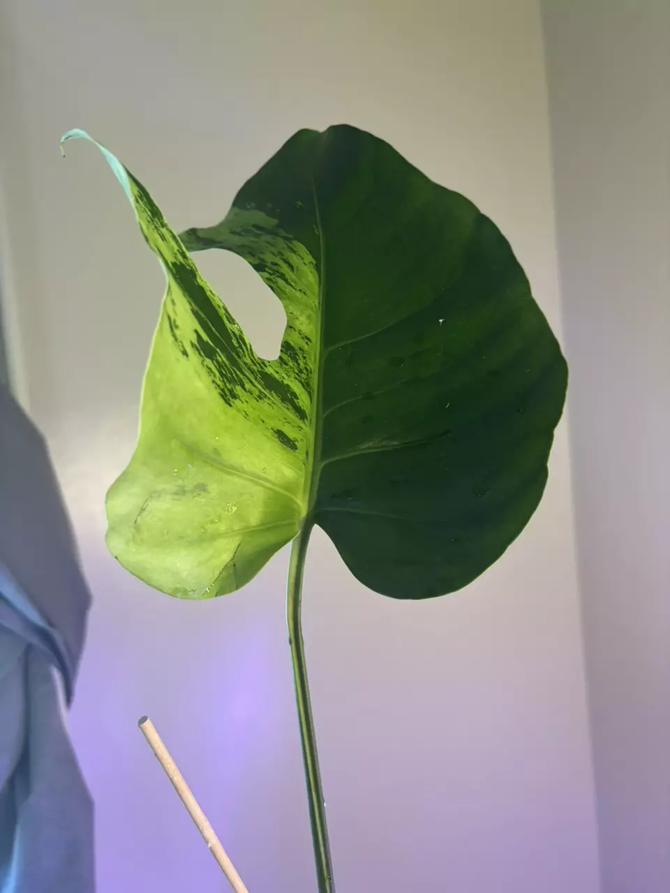 plant/Monstera light lime Cutting-1