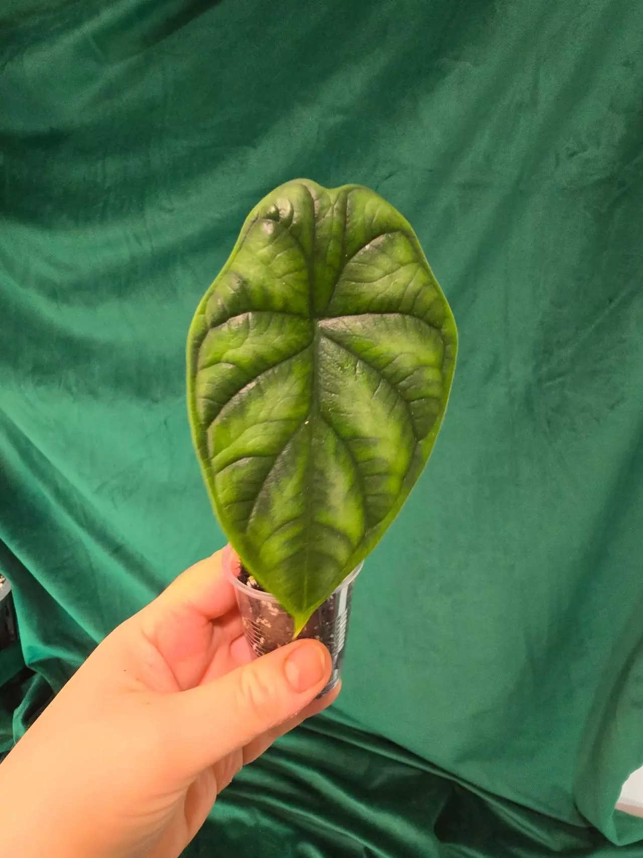 plant/Alocasia Dragonscale pup-0