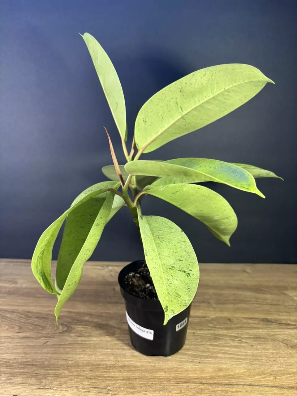 plant/Ficus Shivereana ‘Moonshine” 4” - grower’s choice-2