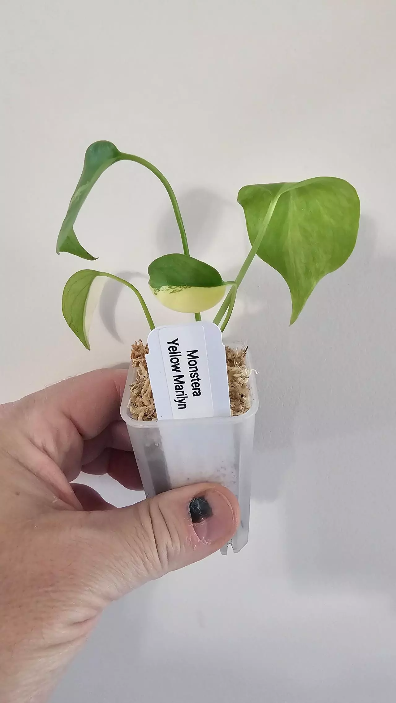 plant/Monstera Yellow Marilyn-0