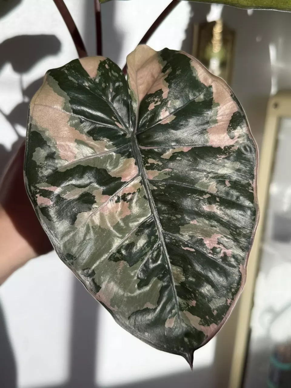plant/Alocasia Pink Yucatan Princess – Rare Collector Plant | Vibrant Pink-0