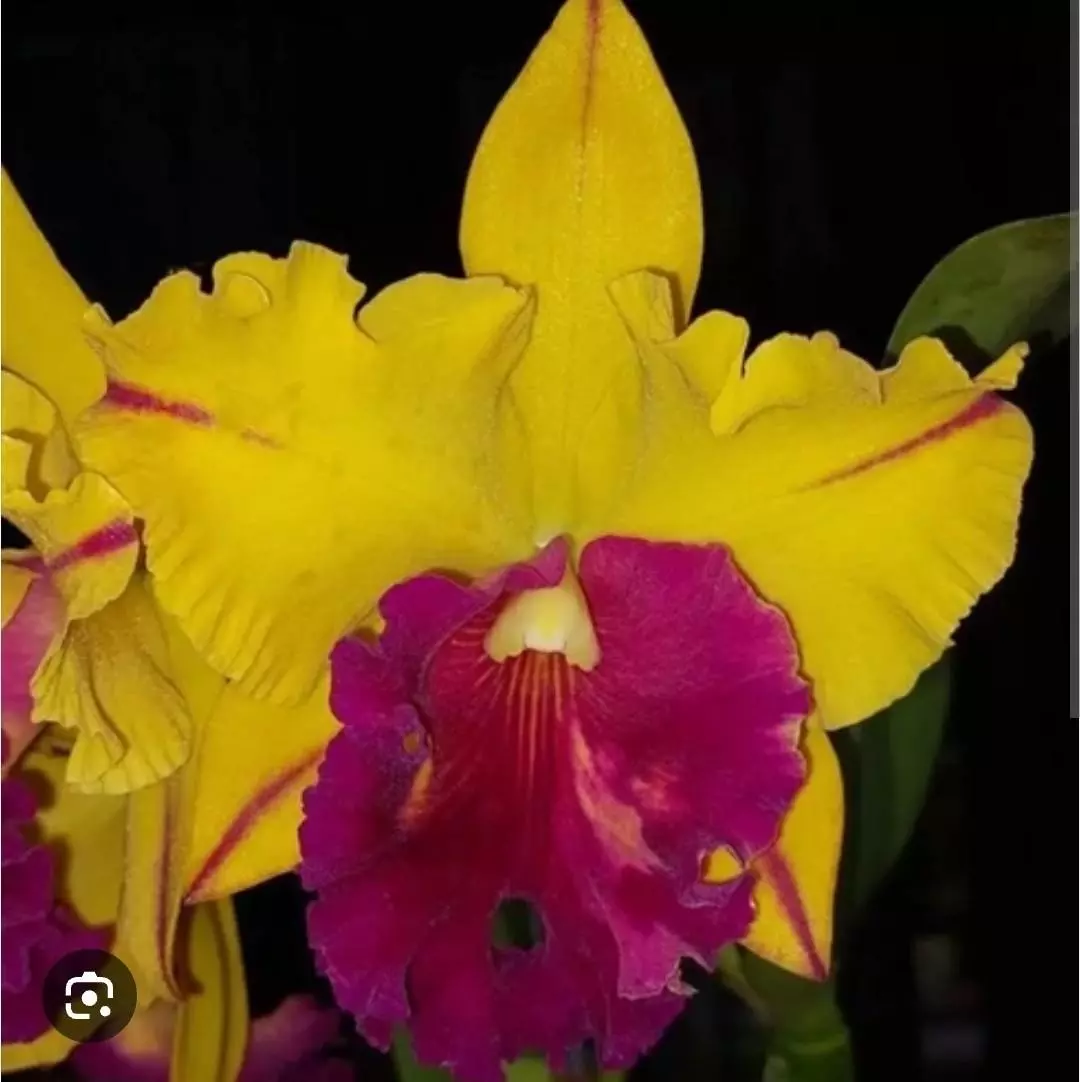 plant/Blc tainan gold Hawaii cattleya starter plant-0