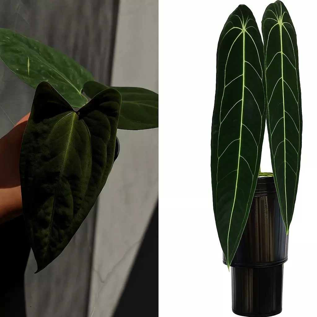 plant/Seed grown anthurium fort Sherman x Warocqueanum starter plant growers choice-0