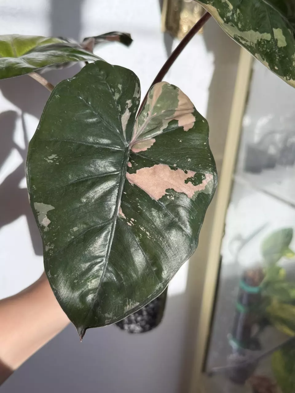 plant/Alocasia Pink Yucatan Princess – Rare Collector Plant | Vibrant Pink-2