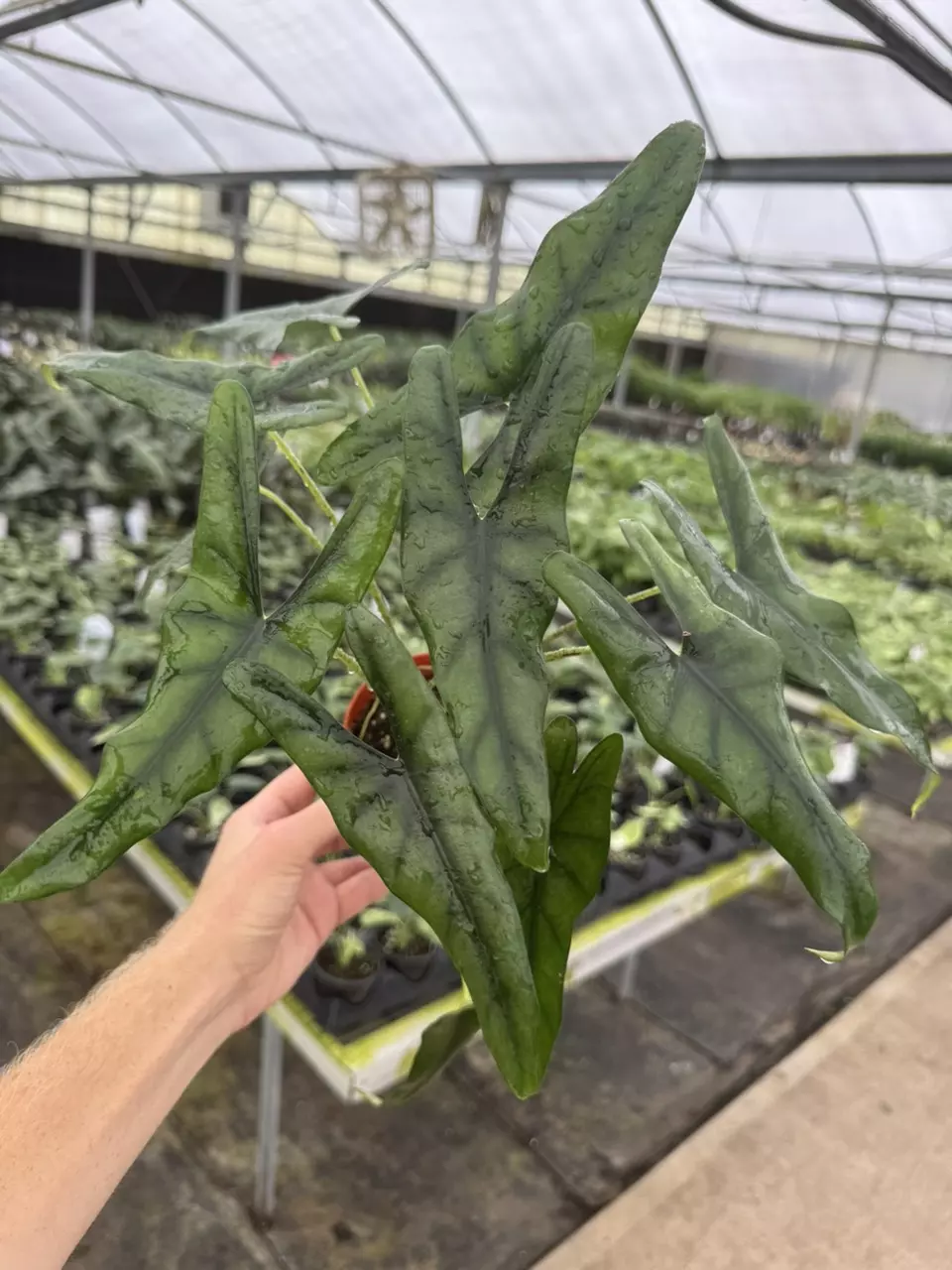 plant/Alocasia purple cloak 4” pot growers choice-0