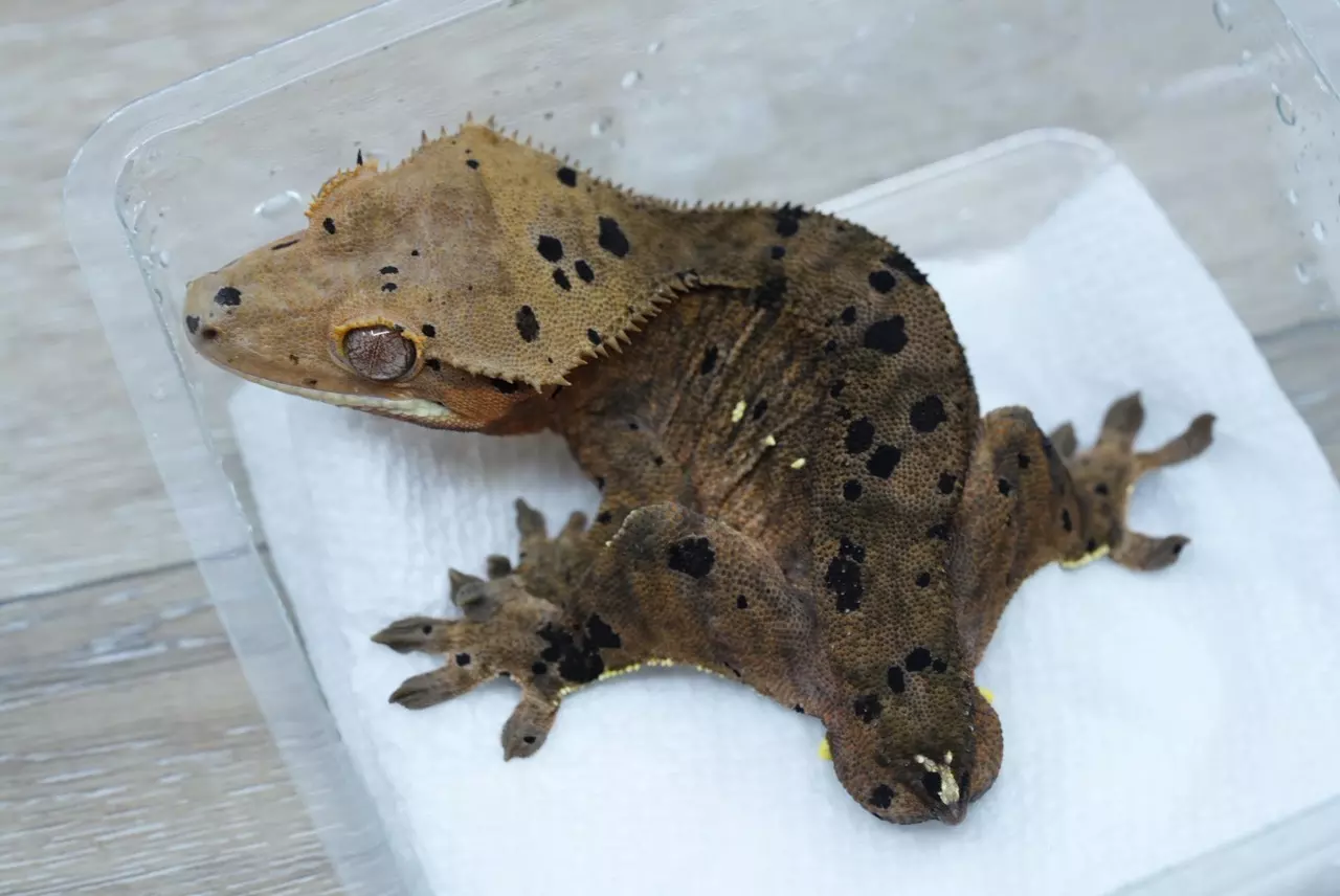 plant/T60 Cappucino yellow base super Dalmatian male-1