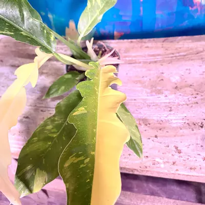 plant/Ring of Fire 🔥 Snowdrift — a rare hybrid-5-thumbnail