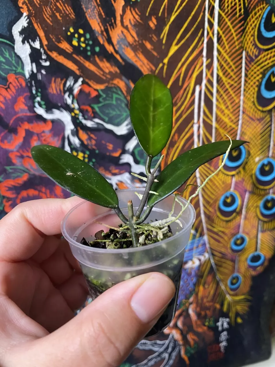 plant/Hoya Lime Sherbet-1