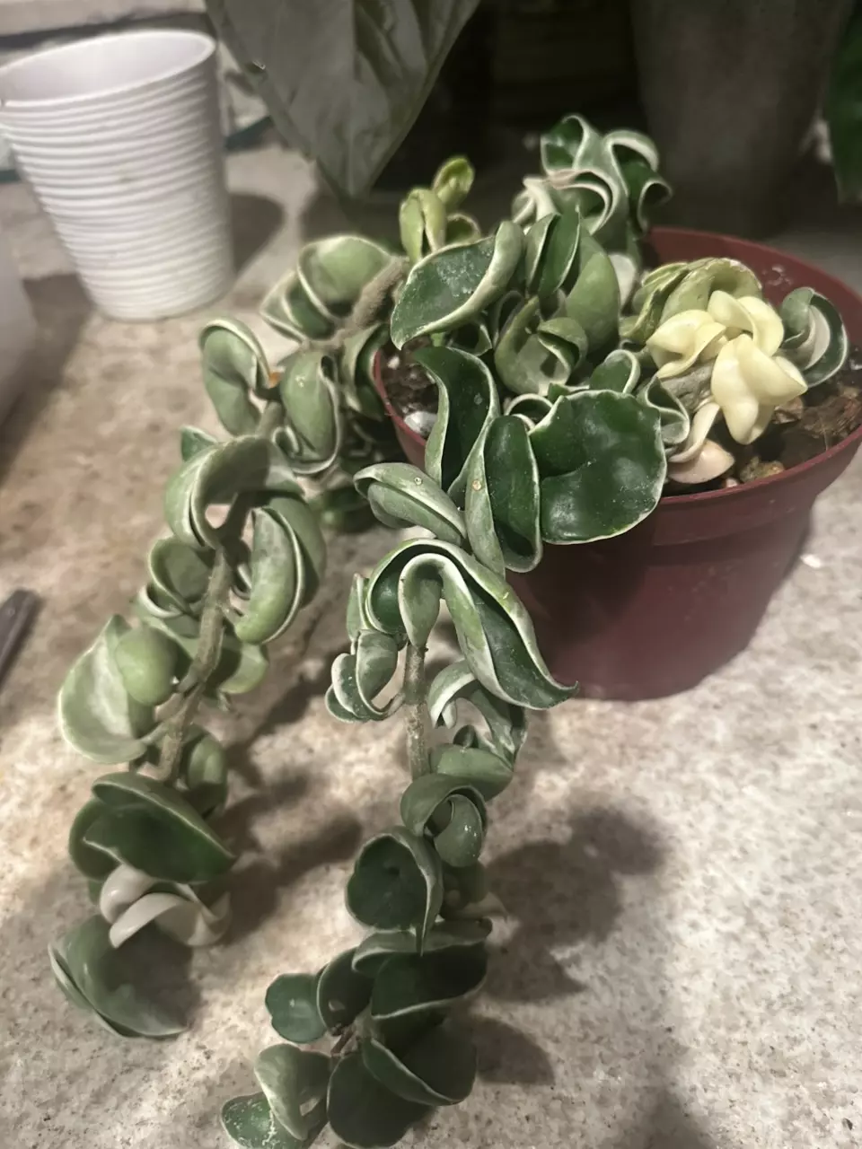 plant/Variegated Hoya Rope Hindu Rope albo-1