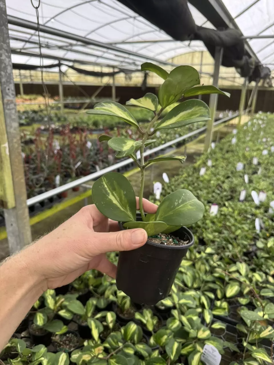plant/Hoya obovata variegated 4” pot growers choice-6