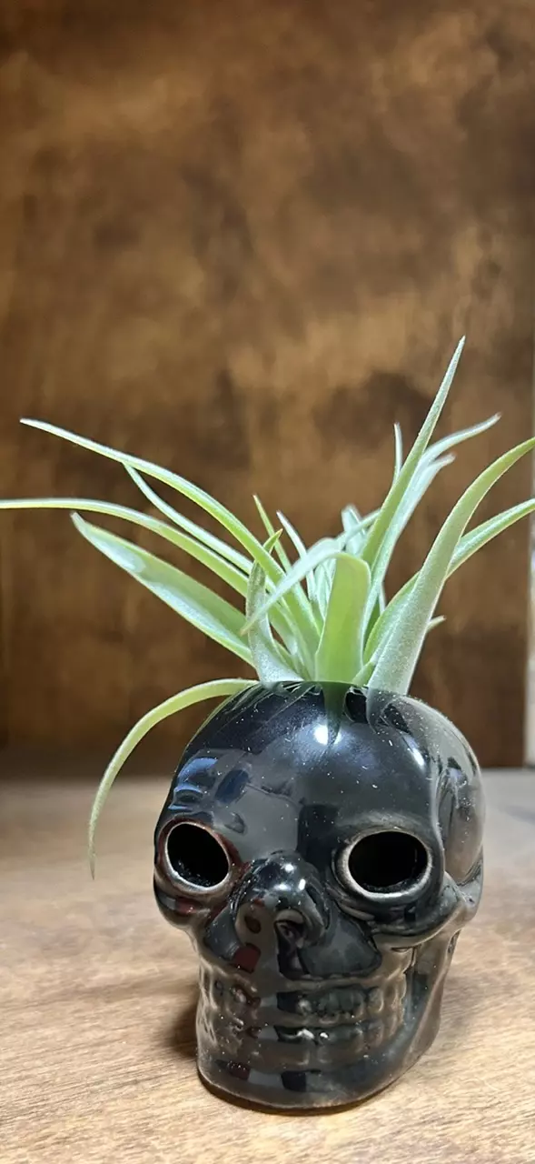 plant/Halloween air plant display - skull and Tillandsia peach capitata 💀-0