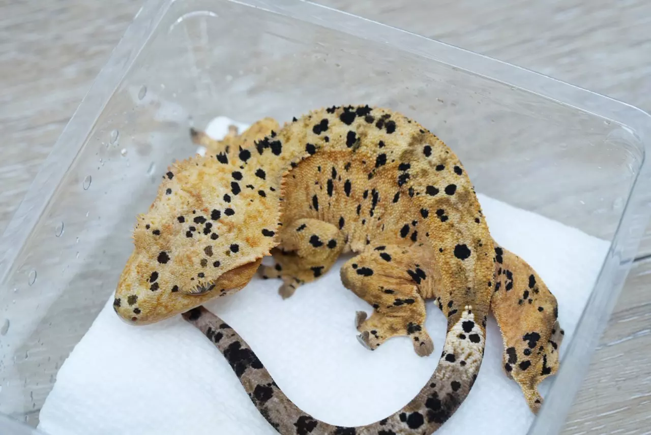 plant/T62 archer x C4 super Dalmatian female-0