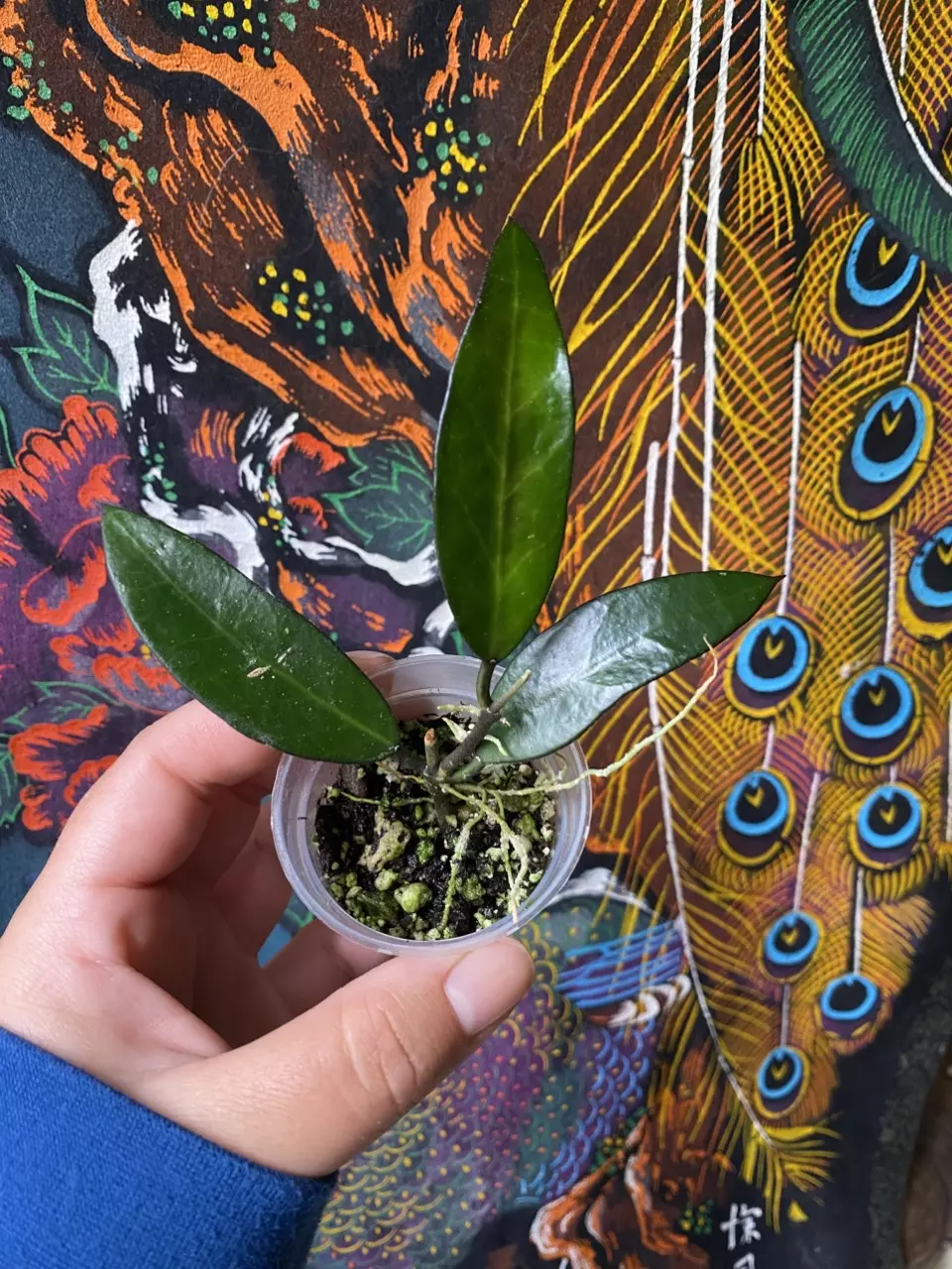 plant/Hoya Lime Sherbet-0