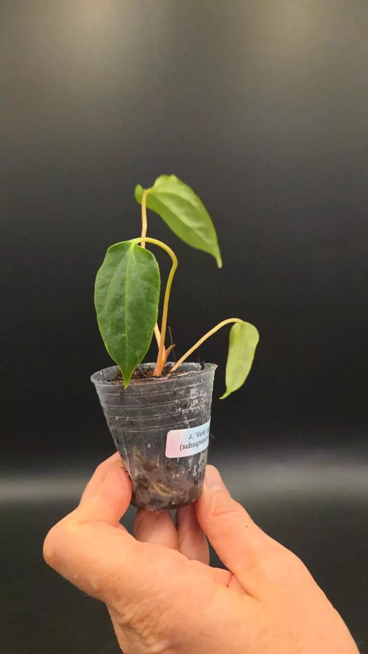 plant/Anthurium 'Vicky' Pap x (subsignatum x pap)-1