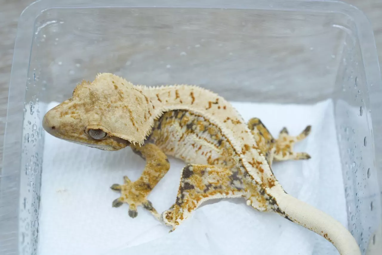 plant/T56 male Midas x Dm Emily tri color holdback-1