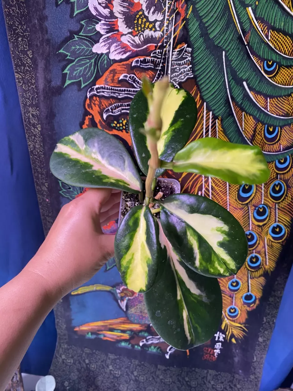 plant/Hoya Diversifolia ‘Maharani’-0