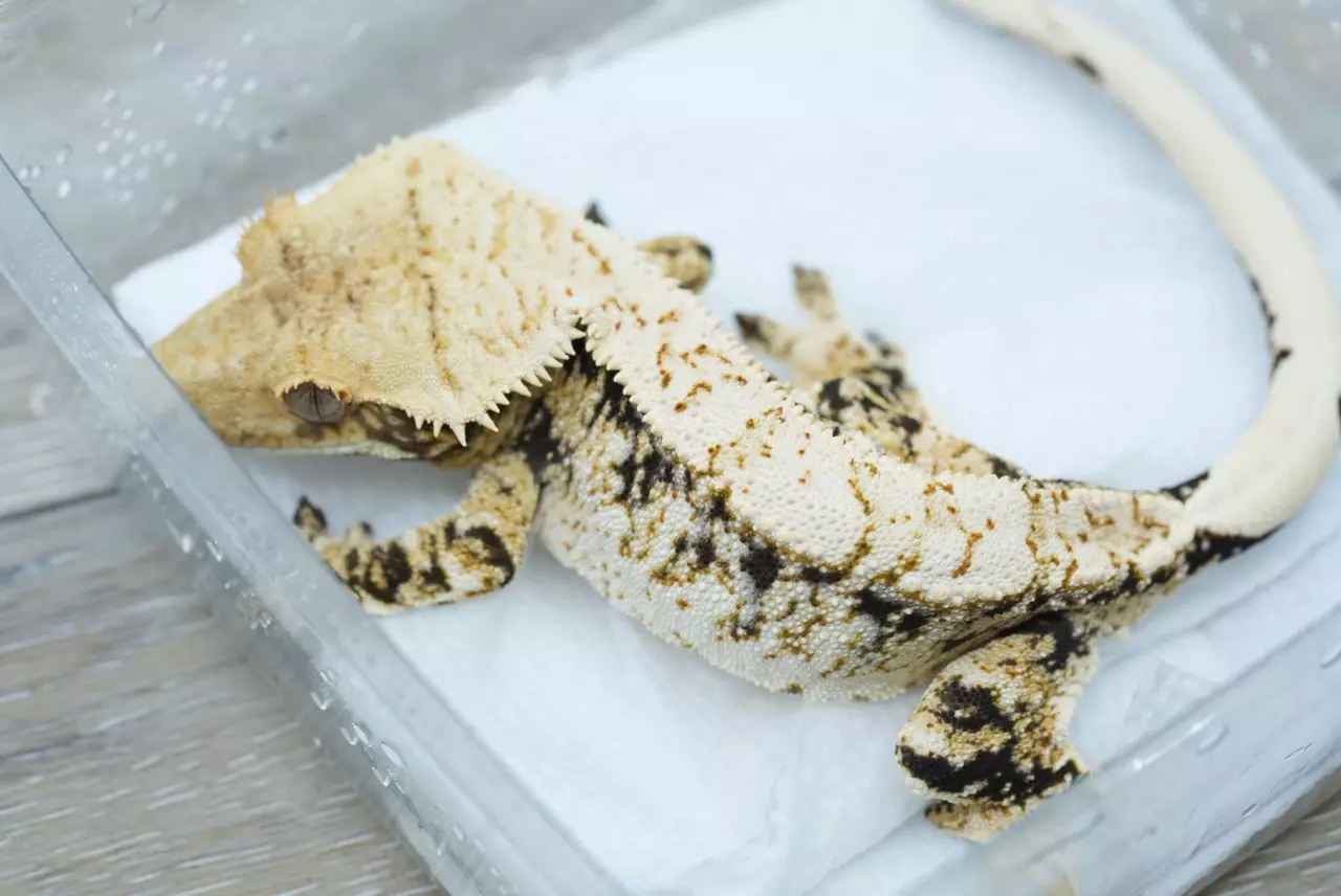 plant/T52 frost line male tri color  (Felix prestige)-0