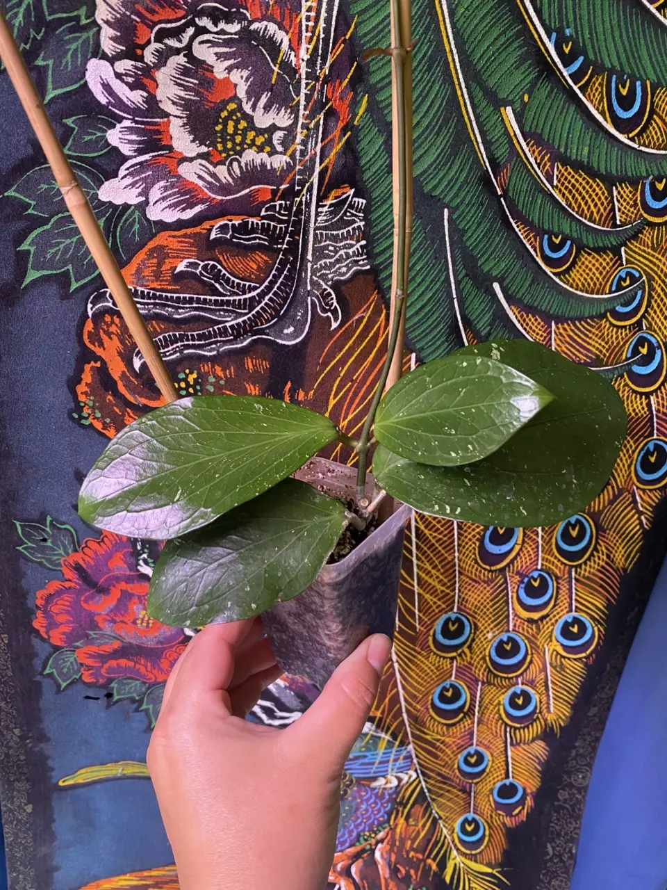 plant/Hoya LP013 (Waymaniae x Erythrina)-0