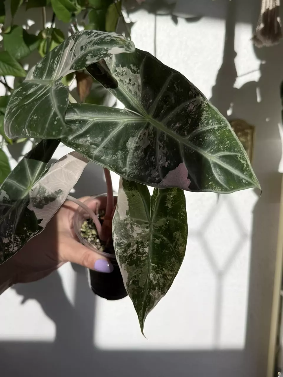 plant/Pink Dragon Albo - Established Mother
Plant with Pink Variegation-3