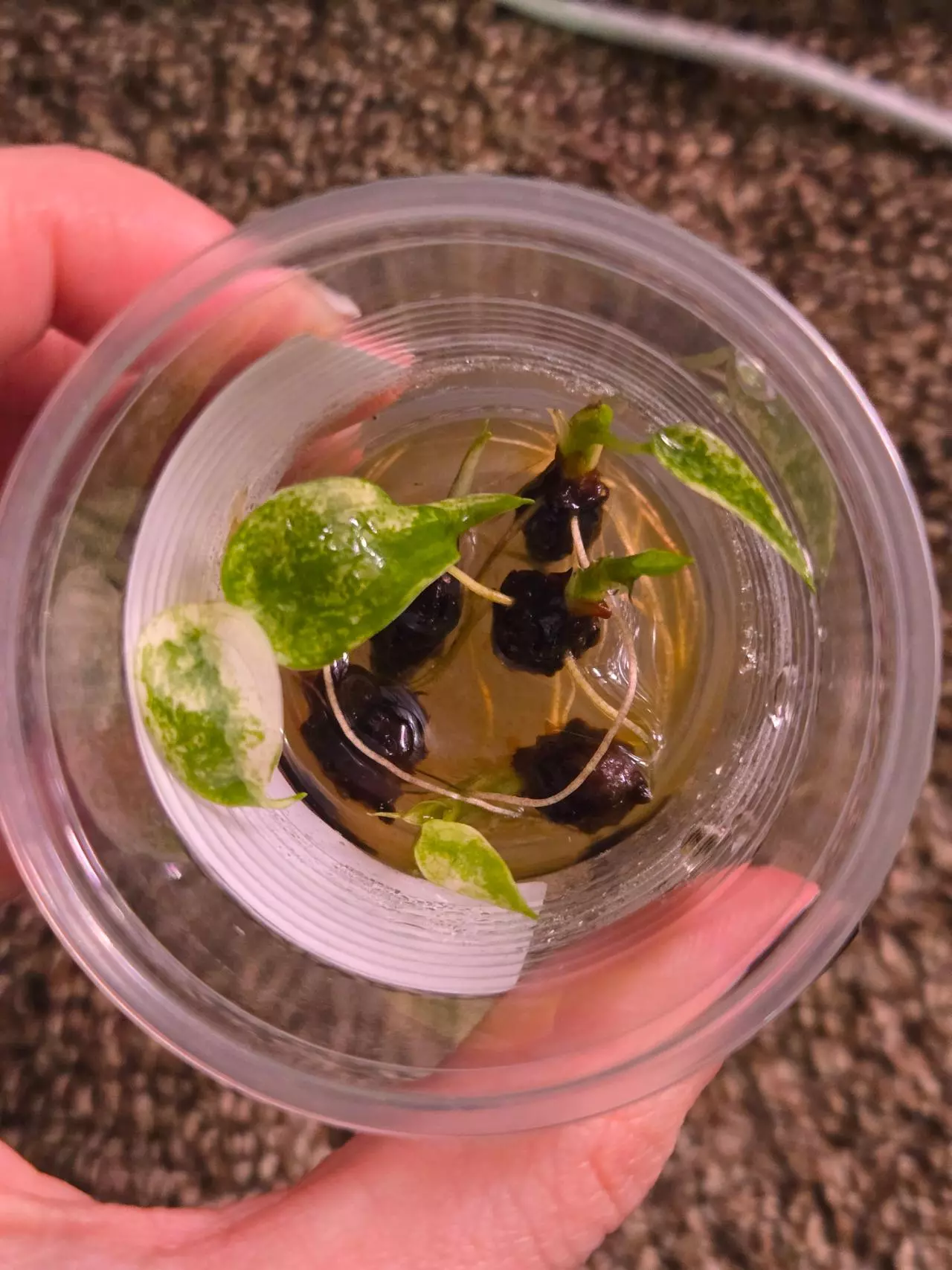 plant/Alocasia Cuculatta Albo/Mint PUP-5