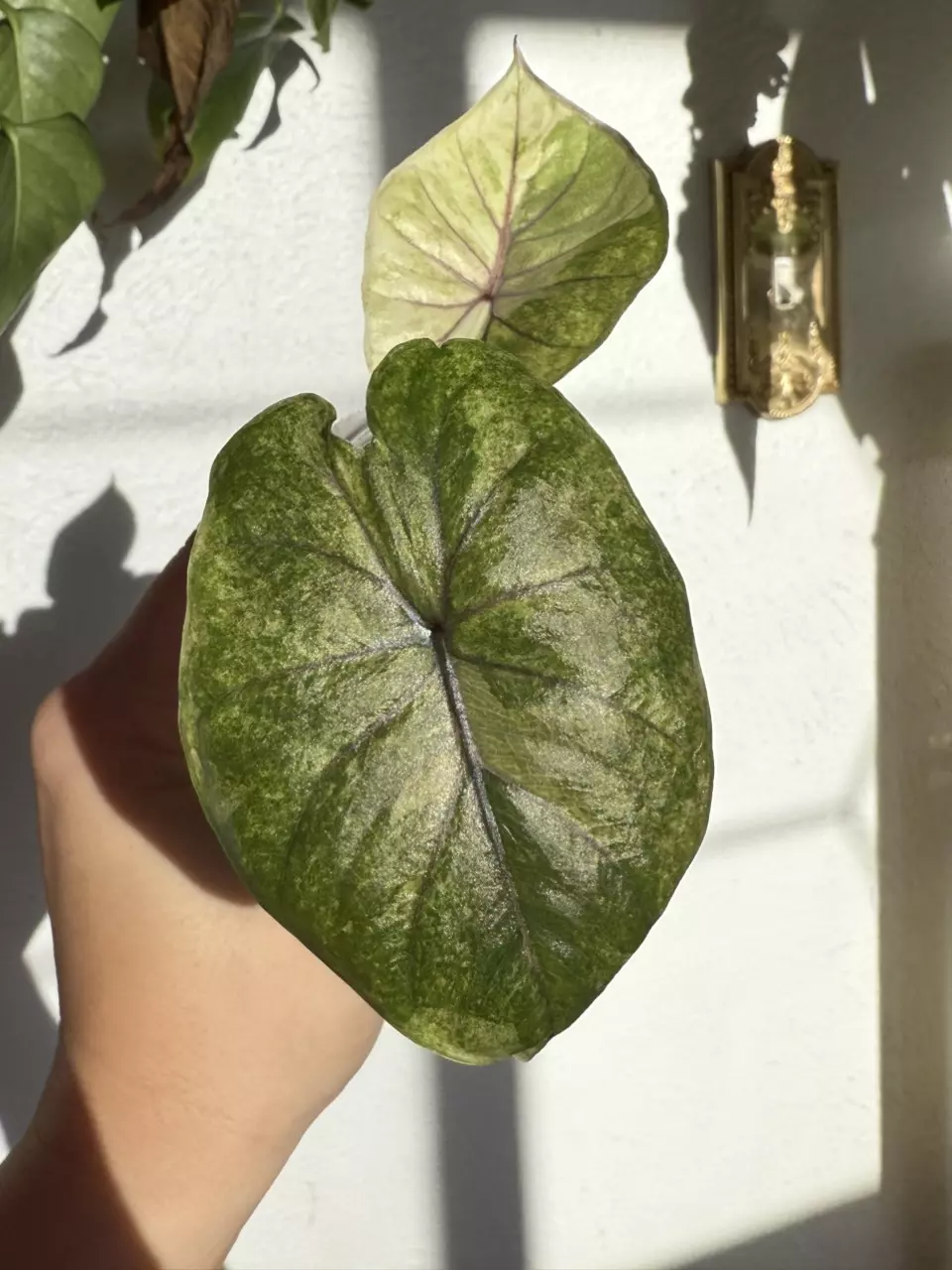 plant/Alocasia Serendipity Gold – 2 Leaf Pup | Stunning Golden Variegation | Rare and-1