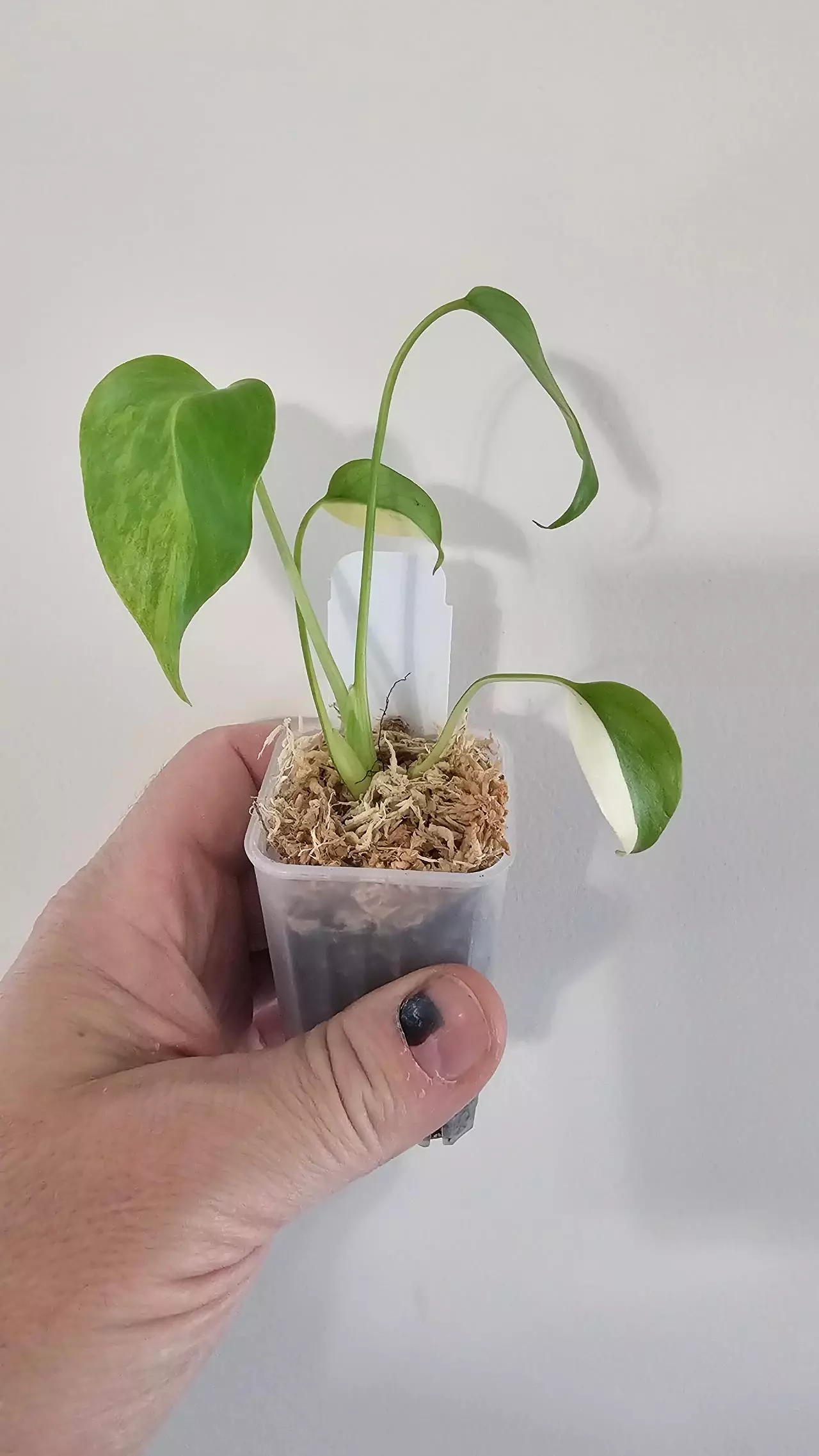 plant/Monstera Yellow Marilyn-1