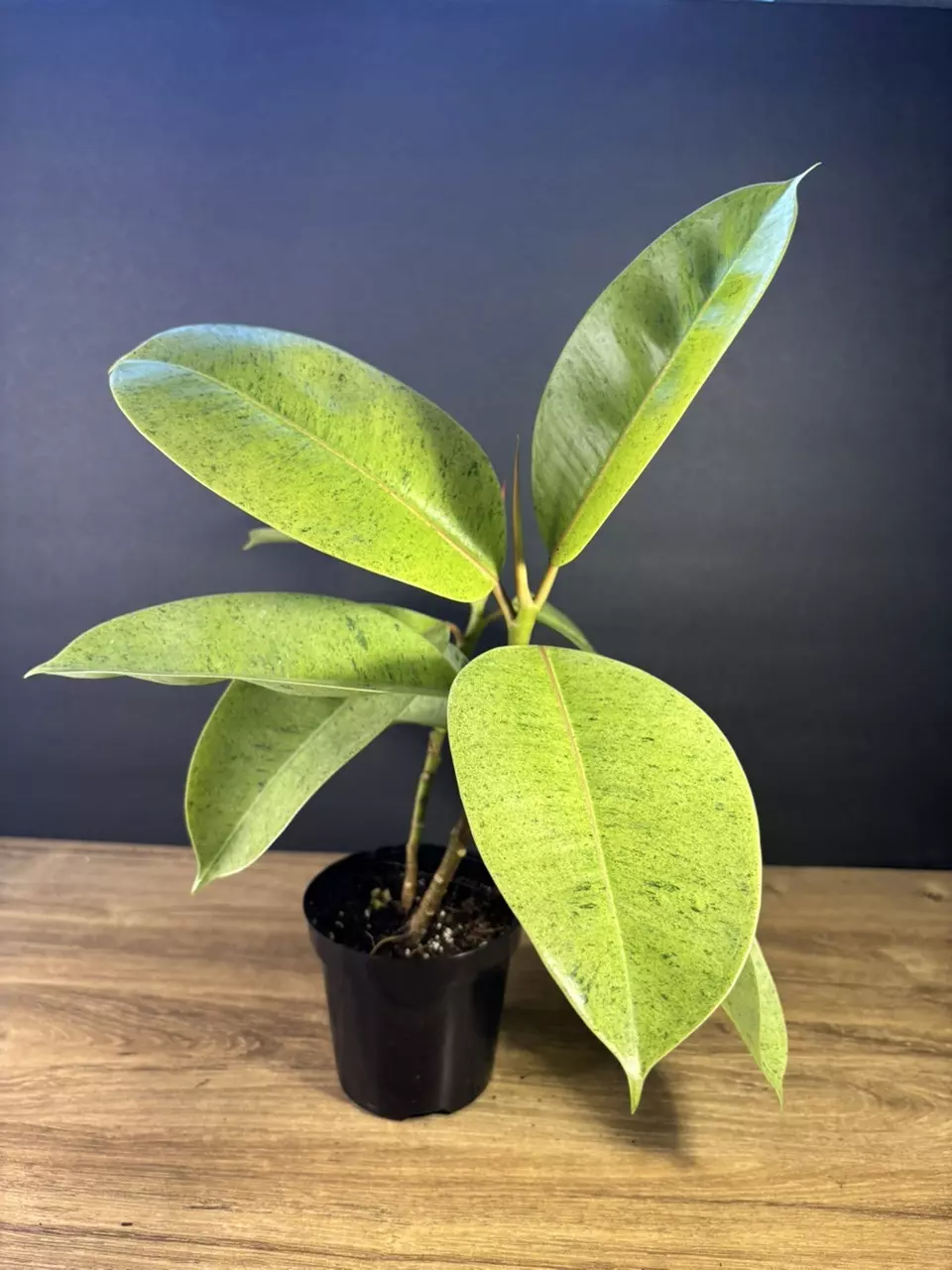 plant/Ficus Shivereana ‘Moonshine” 4” - grower’s choice-0