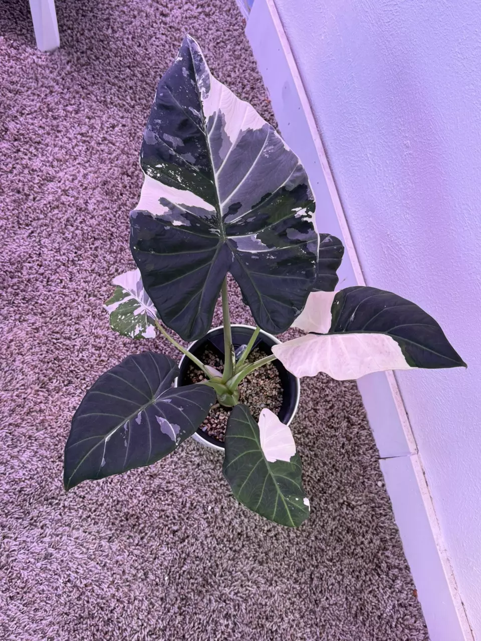 plant/Alocasia Regal Shields Albo – Rare Mother Plant | Purple, Pink Variegation-0