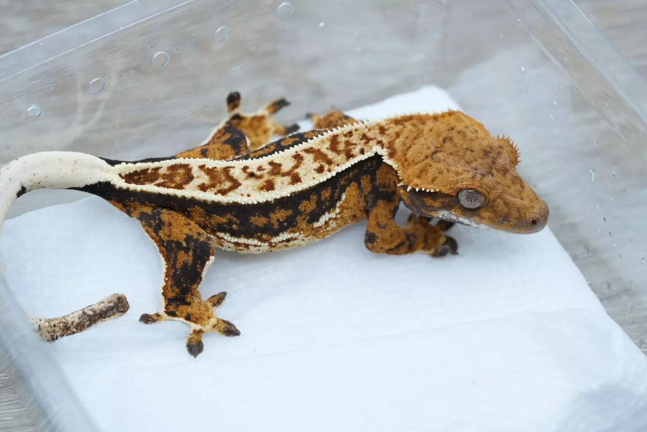 plant/T63 male Midas x DM Emily line tri-1