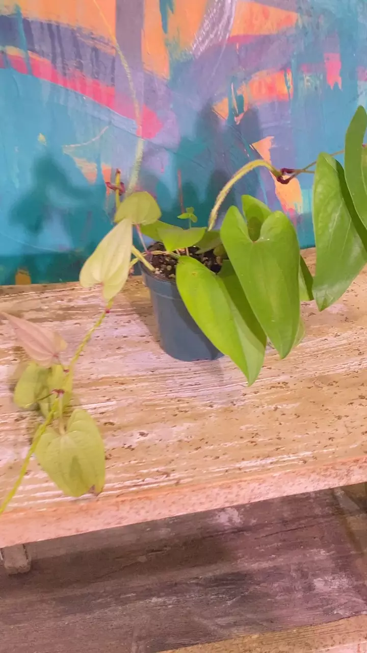 plant/Ube Plant 💜 Purple Yam-9