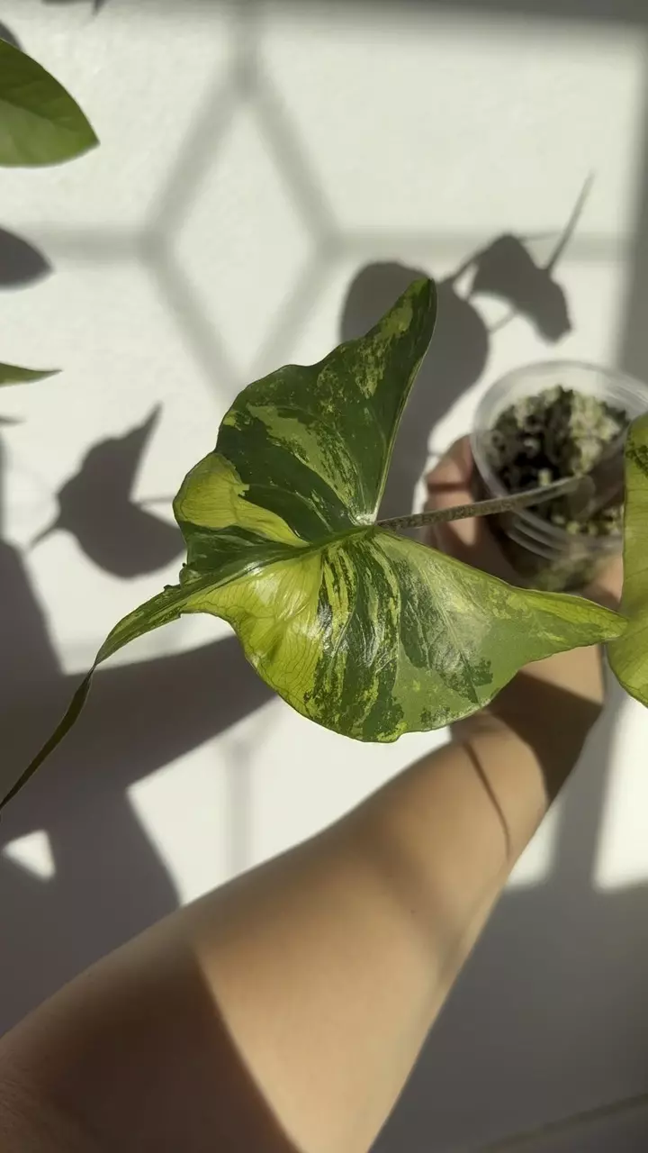 plant/Rare Alocasia Stingray Aurea – Mature Mother Plant | Intense Yellow Variegation-0