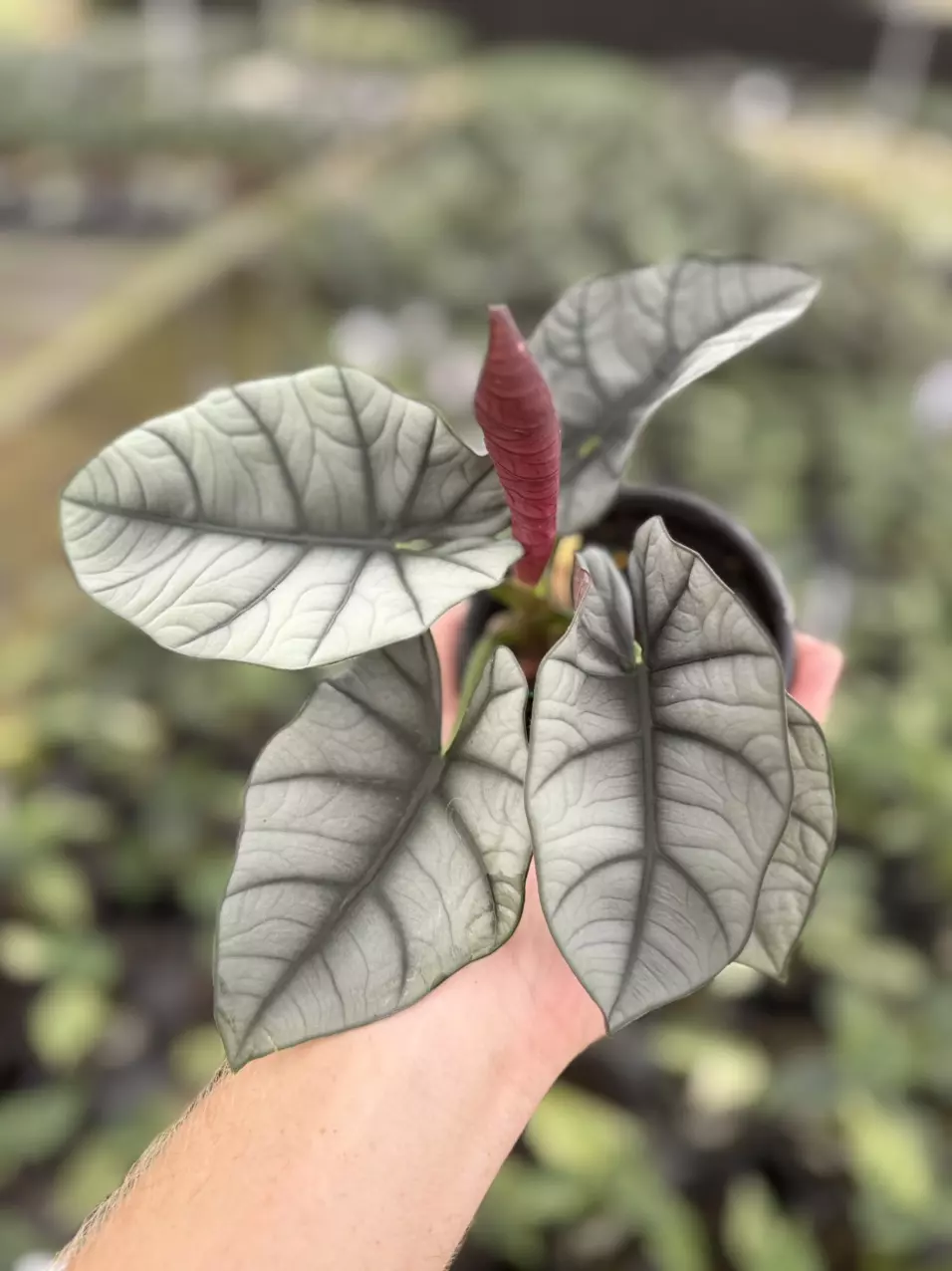 plant/Alocasia nebula Elaine 4” pot growers choice-0