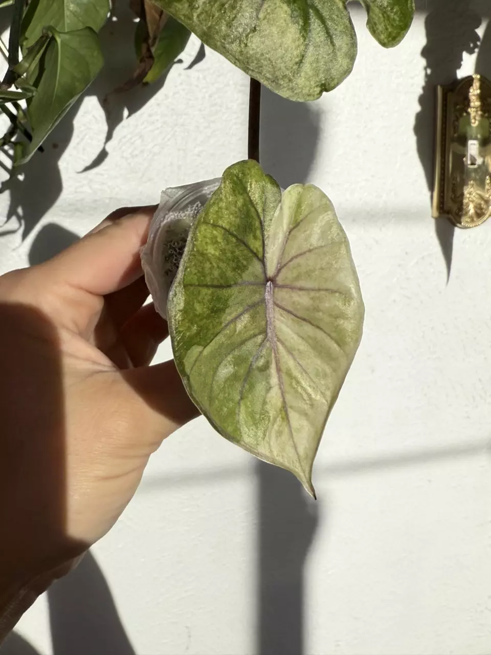 plant/Alocasia Serendipity Gold – 2 Leaf Pup | Stunning Golden Variegation | Rare and-0