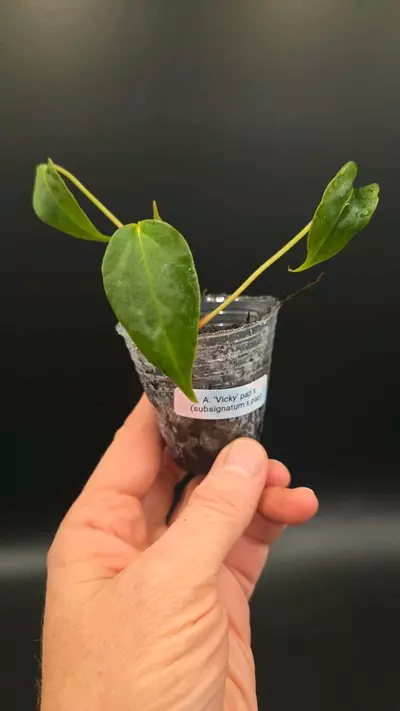plant/Anthurium 'Vicky' Pap x (subsignatum x pap)-0-thumbnail