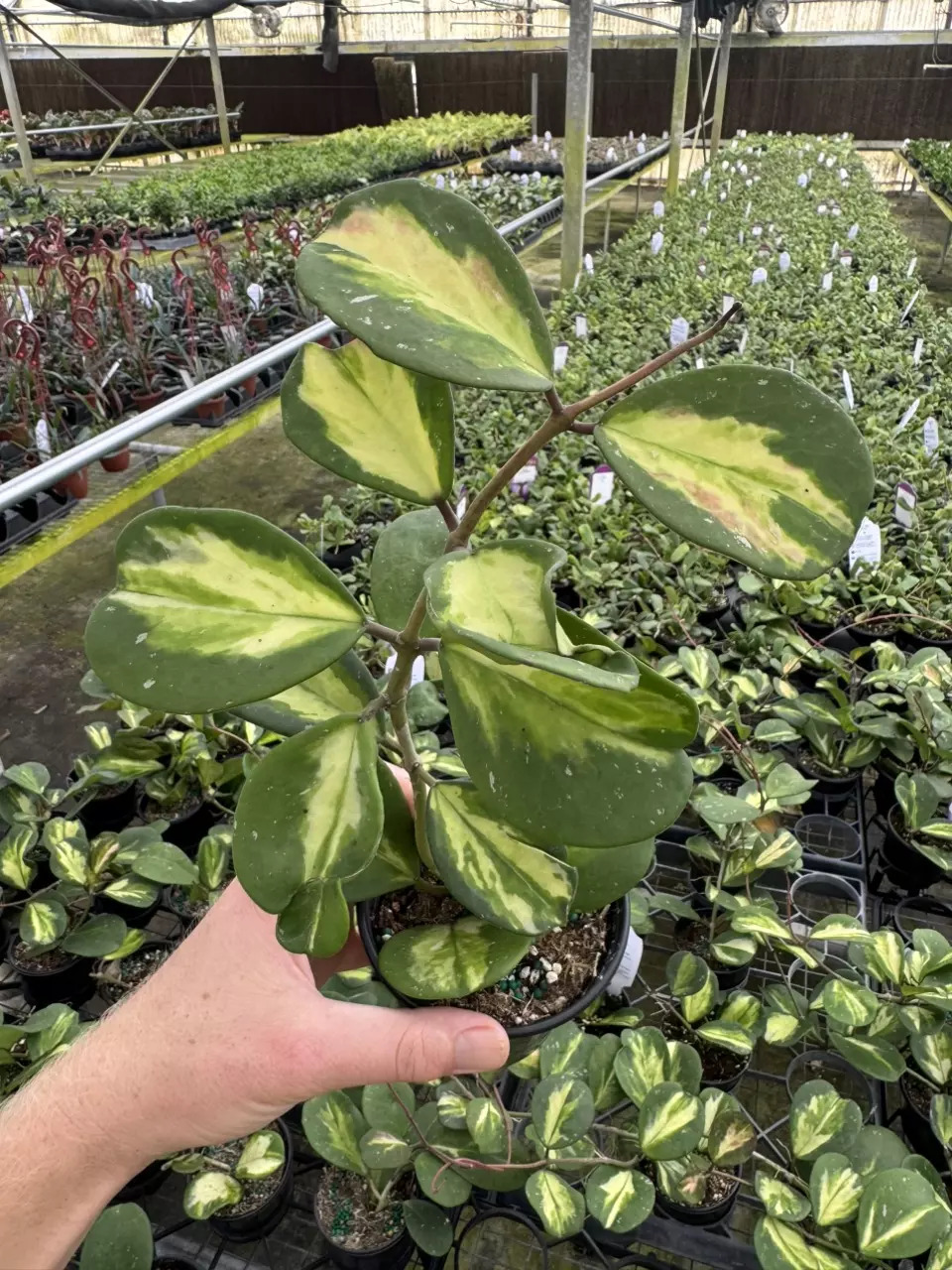 plant/Hoya obovata variegated 4” pot growers choice-0