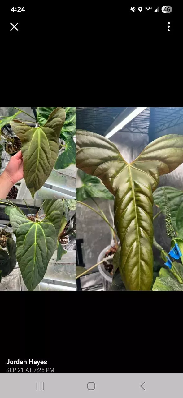 plant/Anthurium 'Vicky' Pap x (subsignatum x pap)-1
