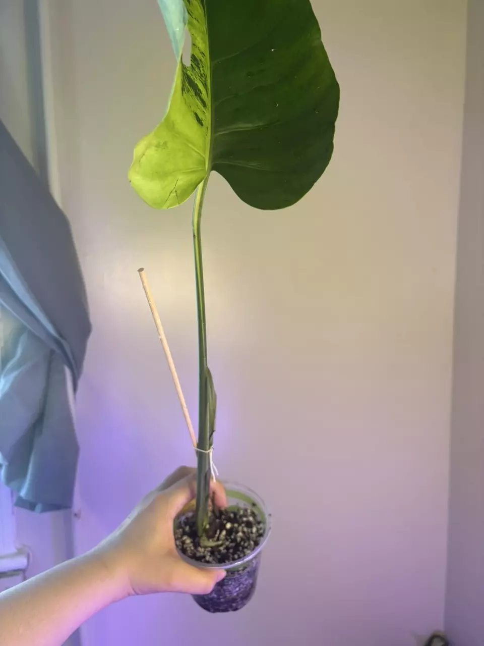 plant/Monstera light lime Cutting-0